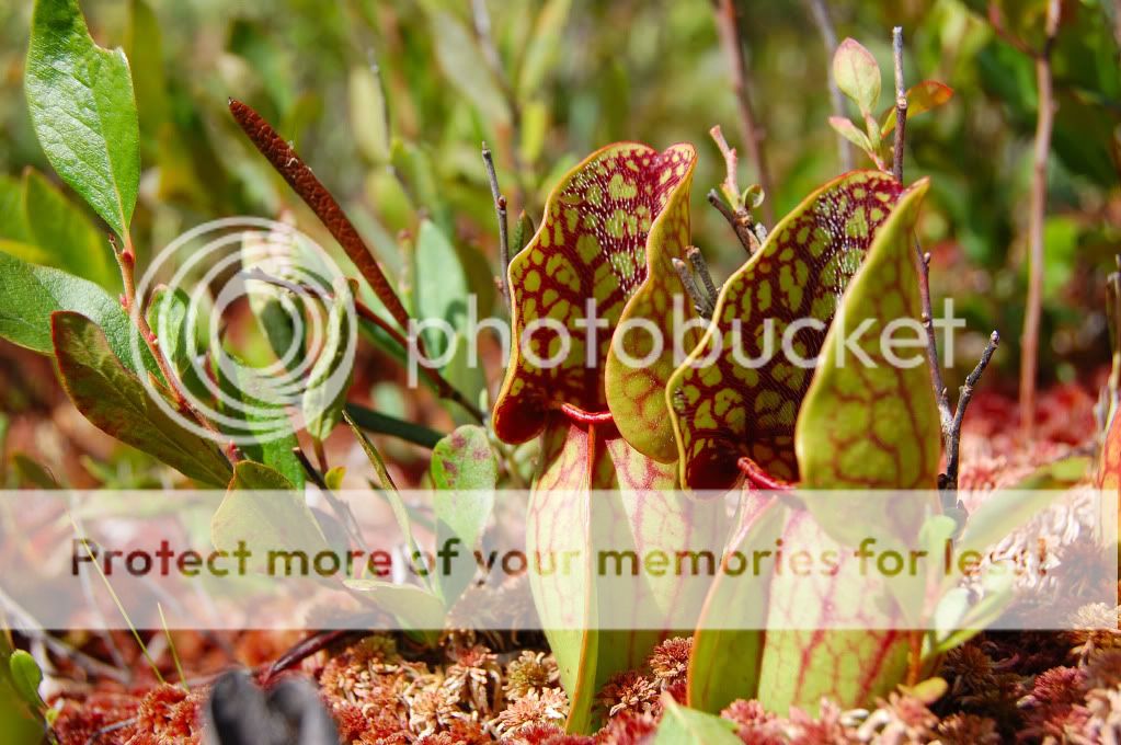 Sarracenia purpurea - Vive les plantes carnivores! DSC_0005-1