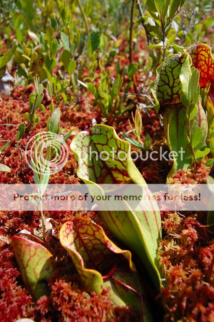 Sarracenia purpurea - Vive les plantes carnivores! DSC_0008