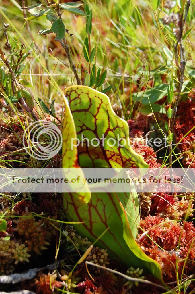 Sarracenia purpurea - Vive les plantes carnivores! DSC_0025