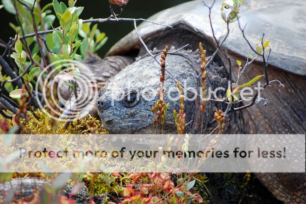 Une bonne journée dans les Adirondacks!! DSC_0133