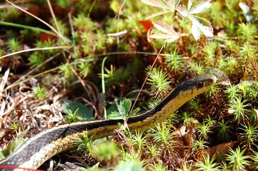 La couleuvre à nez plat AKA eastern hog-nosed! 00401