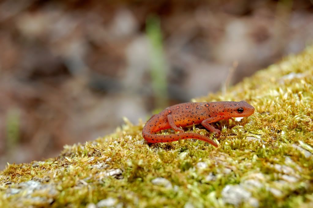 Quelques amphibiens! 105