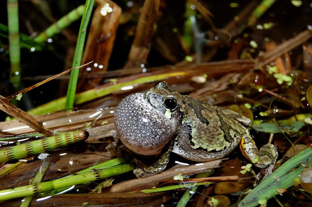 Quelques amphibiens! 157