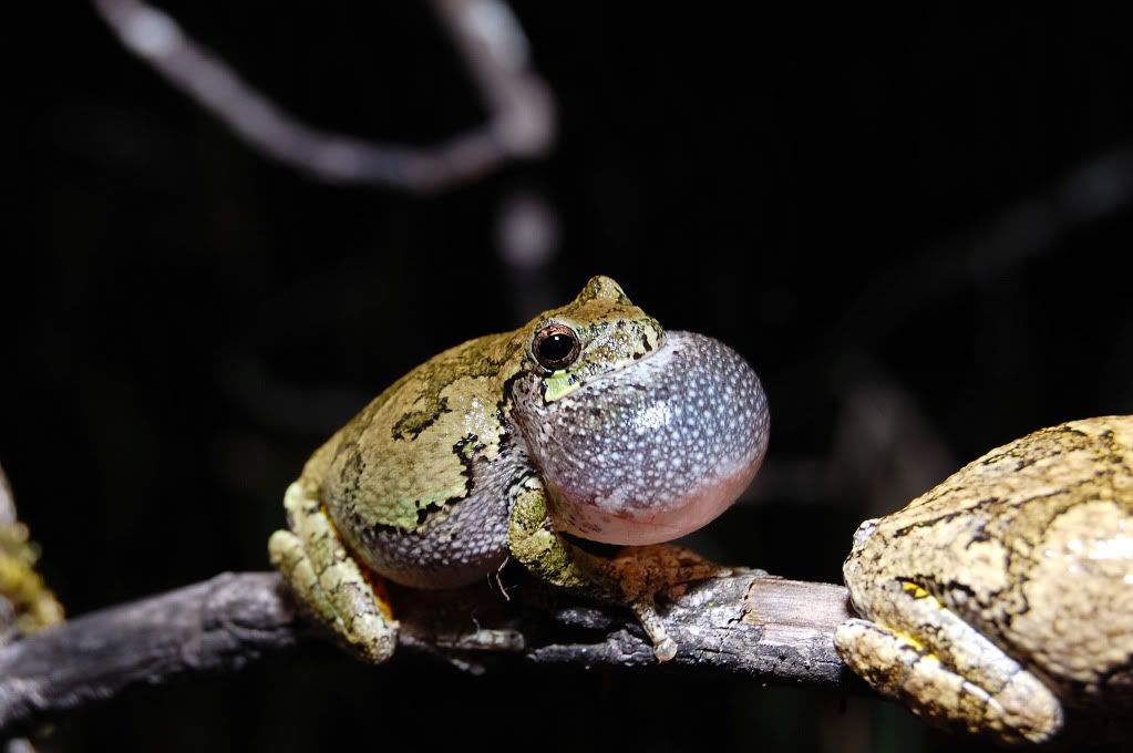 Quelques amphibiens! 165