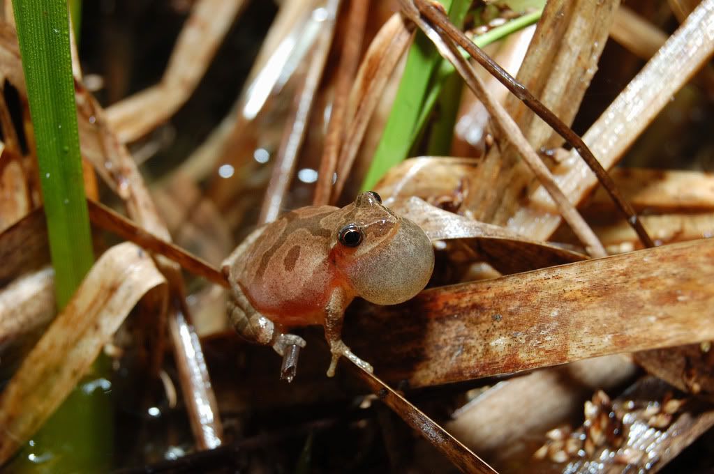 Quelques amphibiens! 7