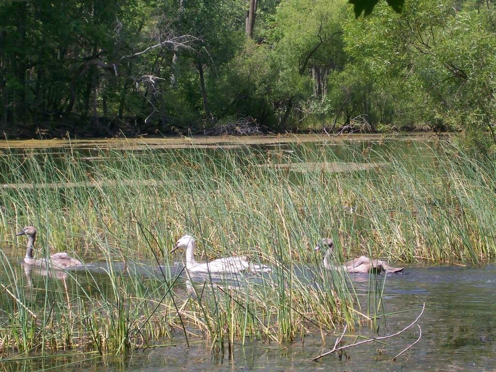 Summer of the Swans Picture079