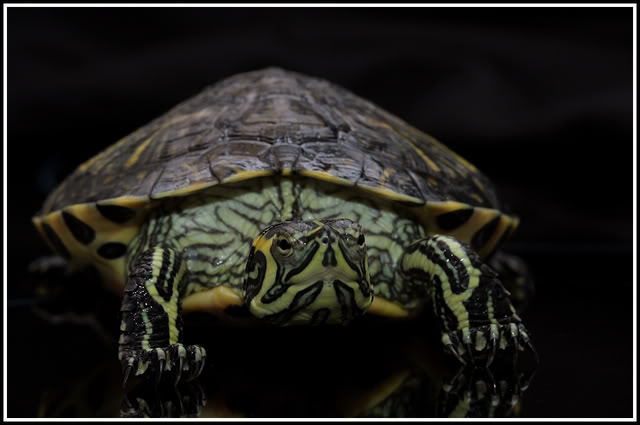 Mes tortues IMG_1726-1