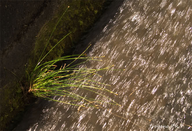 Caribbean spikerush (Eleocharis geniculata (Eleocharis caribaea)) Eleocharisgeniculata3