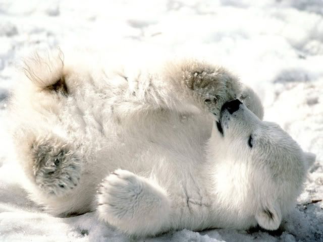 Les images qui parlent à notre coeur - Page 5 Baby_Polar_Bear