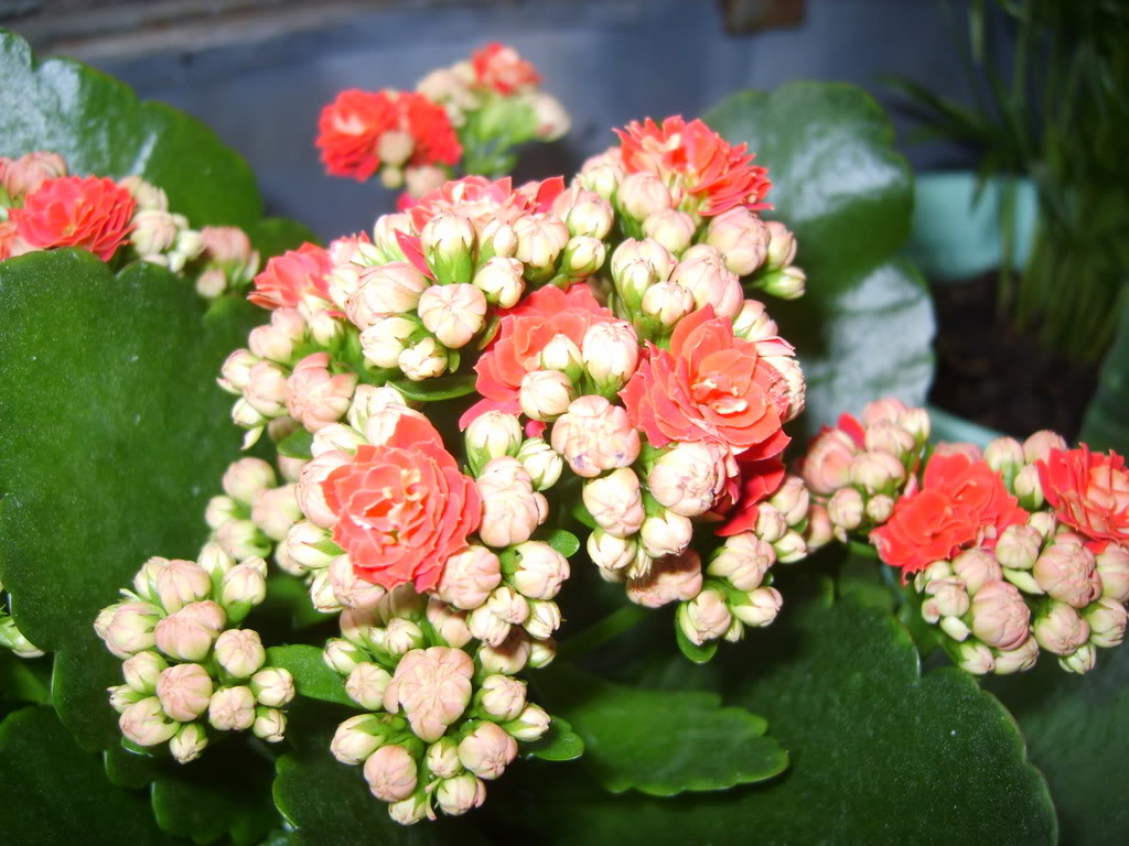 Kalanchoe S8000022