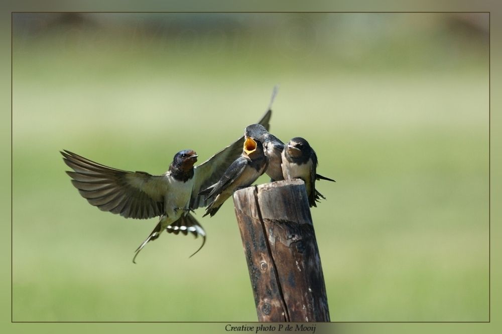 Nog even wachten dan komen de straaljagers weer Clipboard02-6_zpscfe794d6