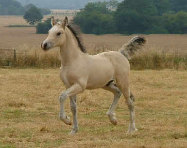 Brumby's Wild Horses TaracoFiasco