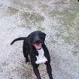 Lulu, Staffie X Whippet, approx 1 yr old In Ireland  Lulu2