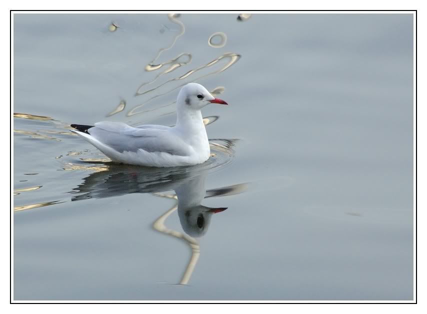 Oiseaux de mer _JP01130_200