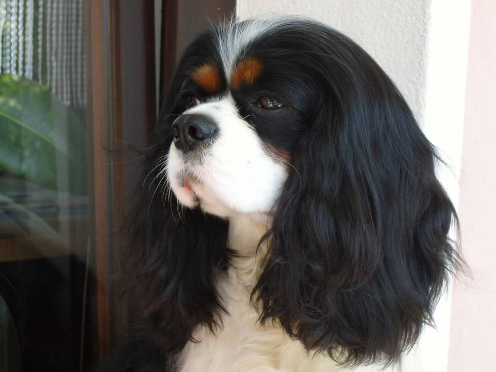 Cavalier King Charles Spaniel SNC15136