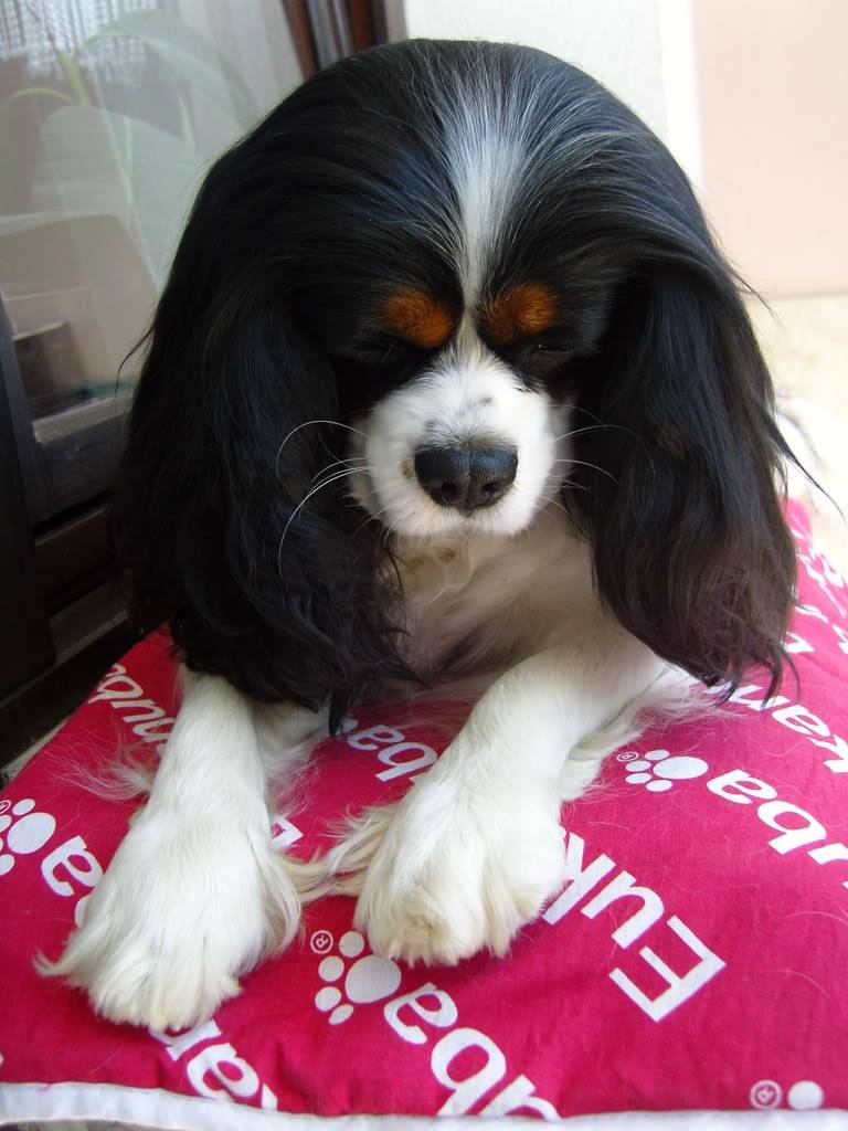 Cavalier King Charles Spaniel SNC15157