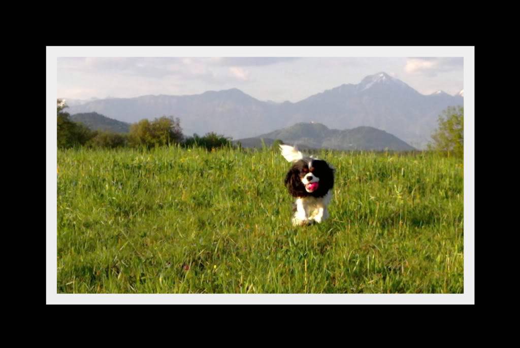 Cavalier King Charles Spaniel - Page 4 220420091092-001-1