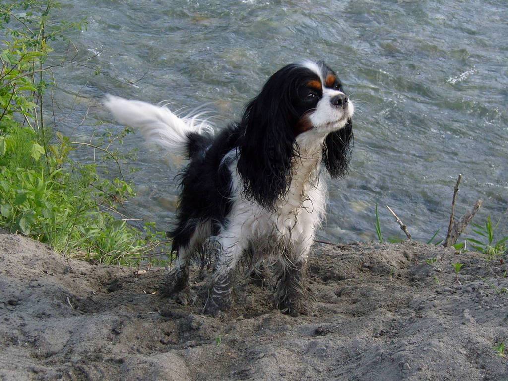 Cavalier King Charles Spaniel SNC15527