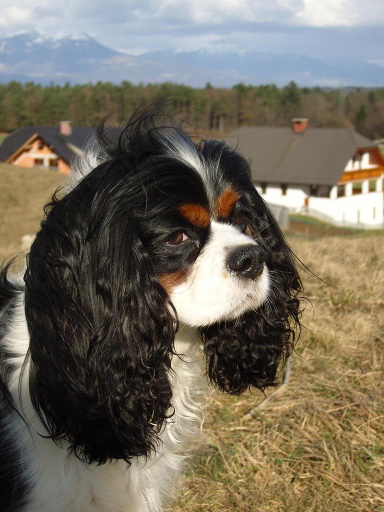 Cavalier King Charles Spaniel - Page 4 SNC17243