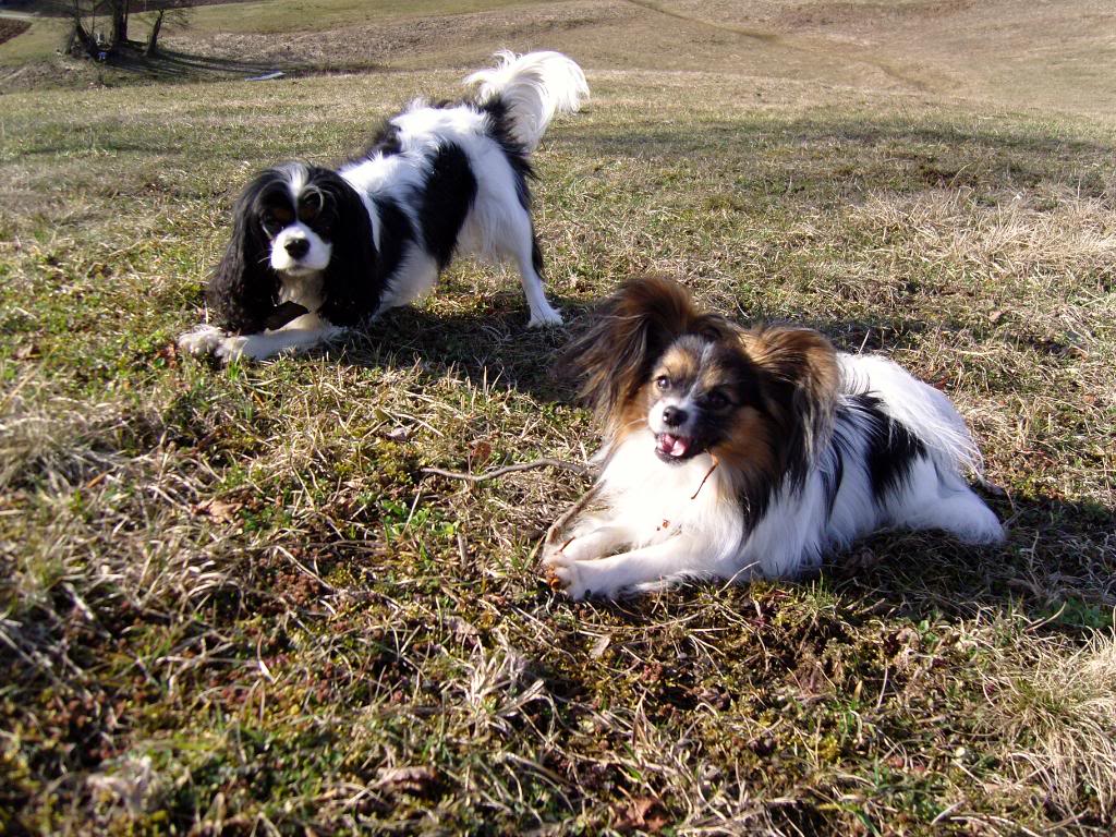 Cavalier King Charles Spaniel - Page 4 SNC17257