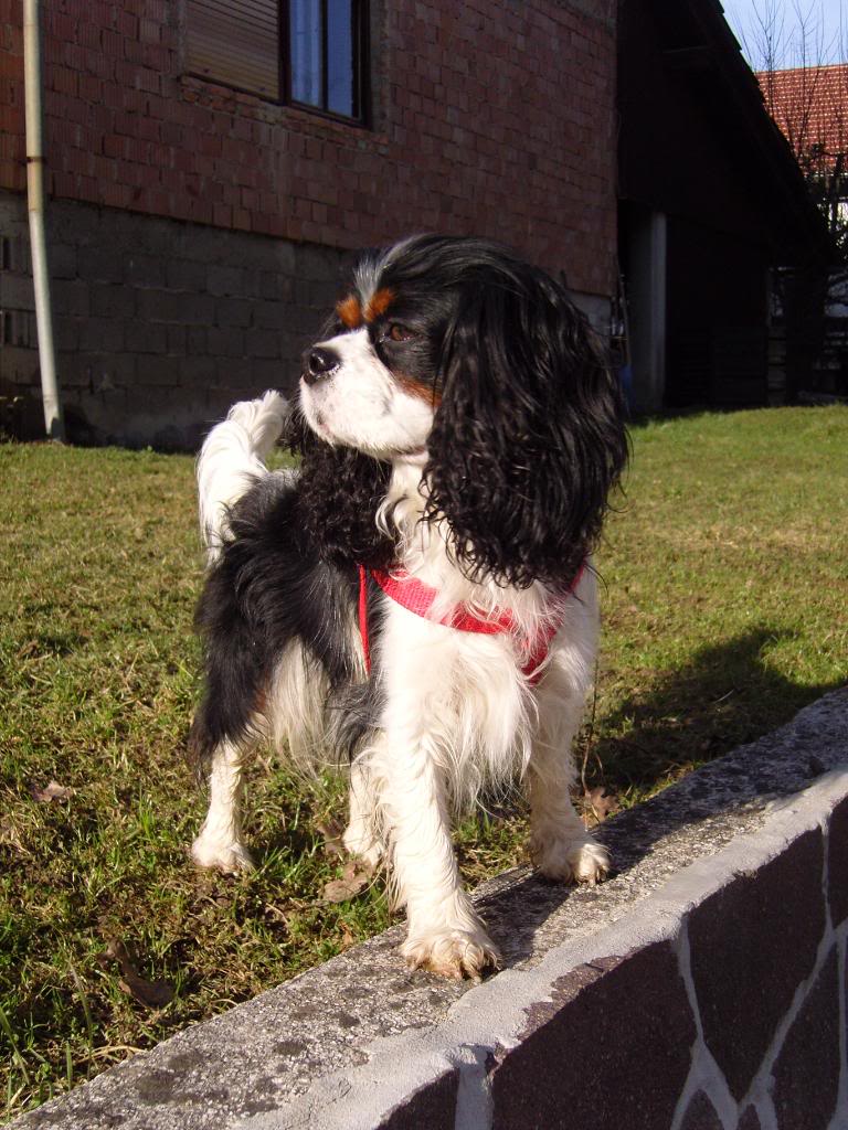 Cavalier King Charles Spaniel - Page 4 SNC17290