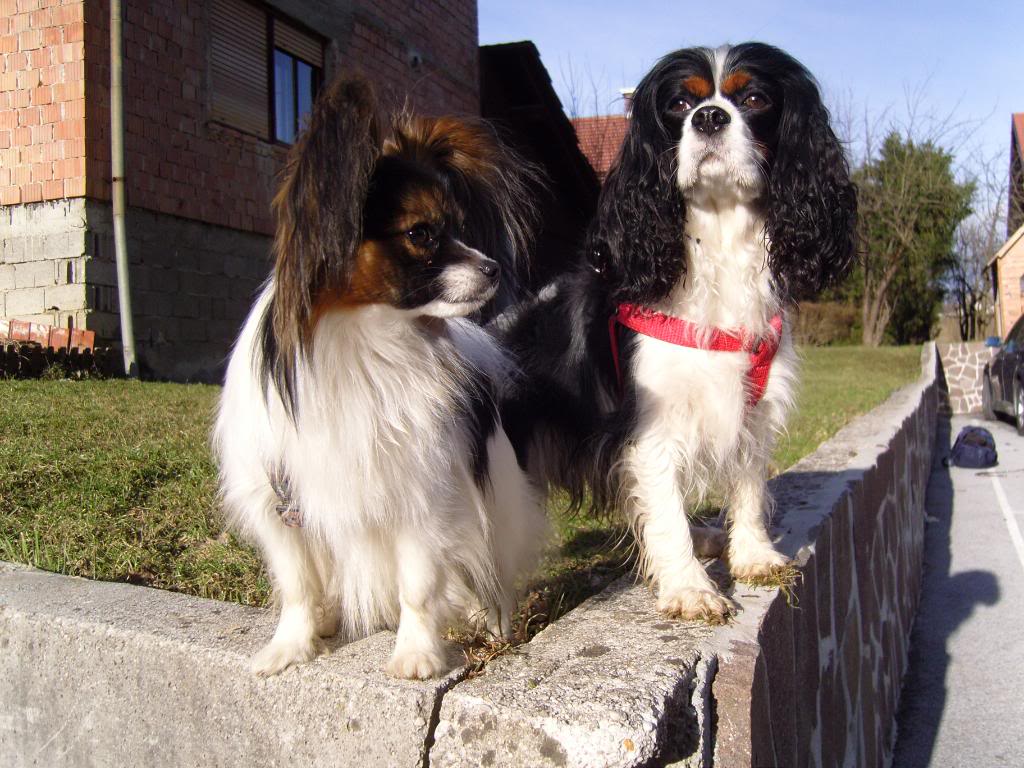 Cavalier King Charles Spaniel - Page 4 SNC17297