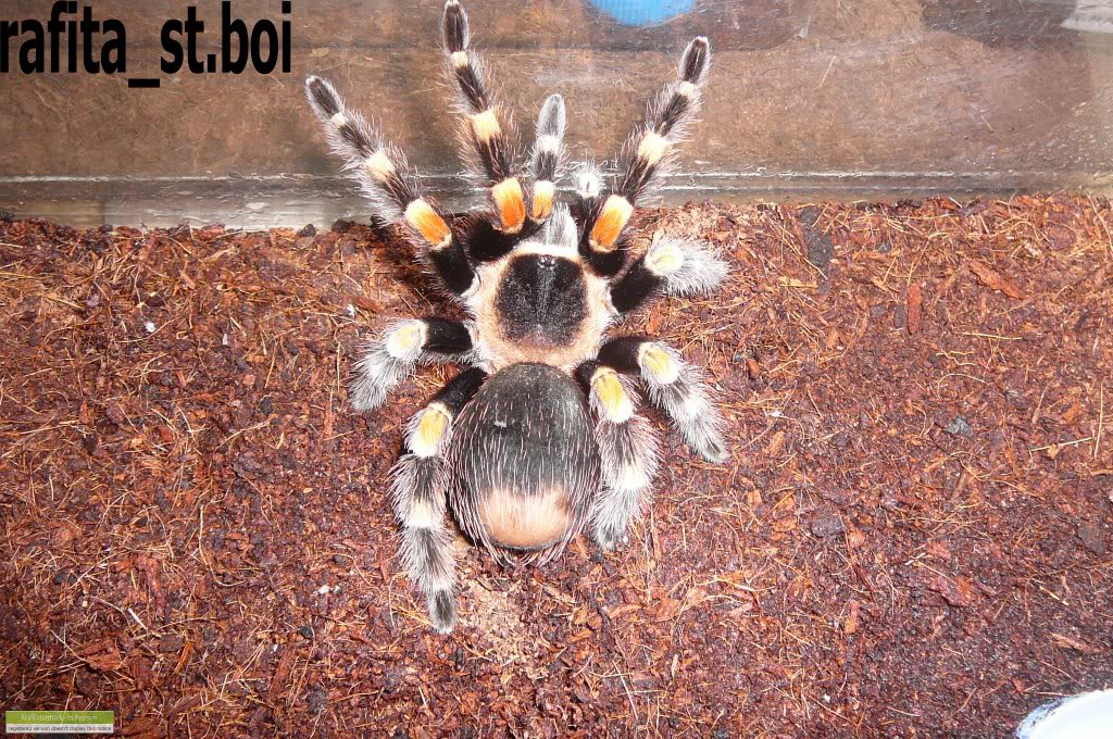 Genero Brachypelma 12