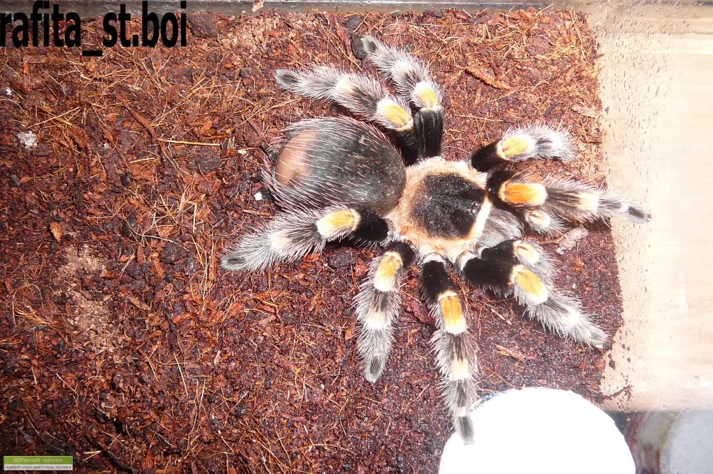 Genero Brachypelma 13