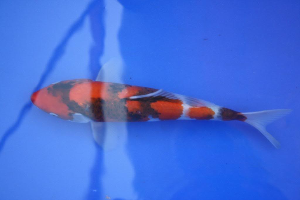 The beginning of a new private koi collection IMG_6881