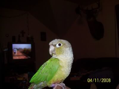 My New FID!!!! MALIKI THE GREEN CHEEK CONURE!!!! 100_2654