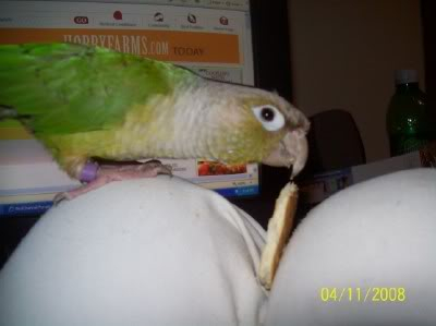 My New FID!!!! MALIKI THE GREEN CHEEK CONURE!!!! 100_2671