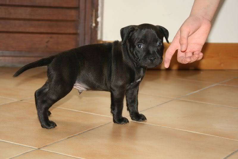 profile - Nos bébés Staffie - Chanel X Ch. Carnig Positive Profile (UK) 3-8