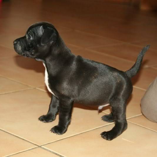 profile - Nos bébés Staffie - Chanel X Ch. Carnig Positive Profile (UK) 8-8