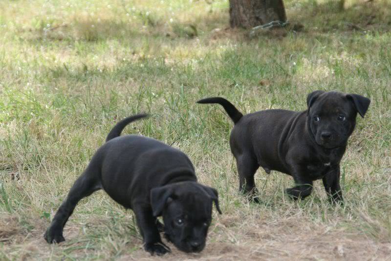 profile - Nos bébés Staffie - Chanel X Ch. Carnig Positive Profile (UK) Photo003