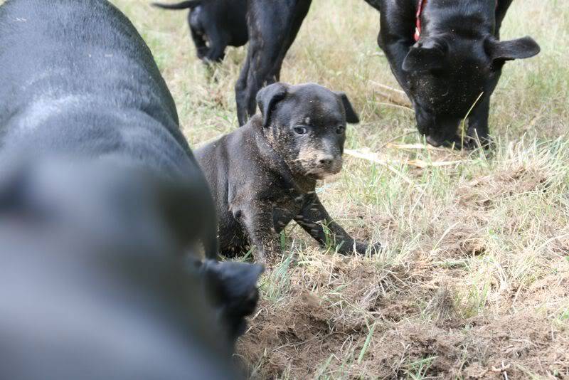 profile - Nos bébés Staffie - Chanel X Ch. Carnig Positive Profile (UK) Photo018