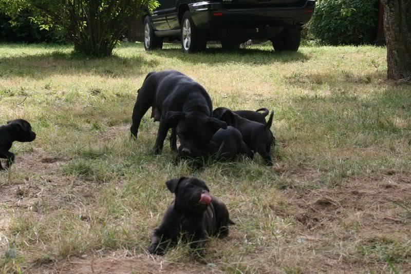 profile - Nos bébés Staffie - Chanel X Ch. Carnig Positive Profile (UK) Photo026