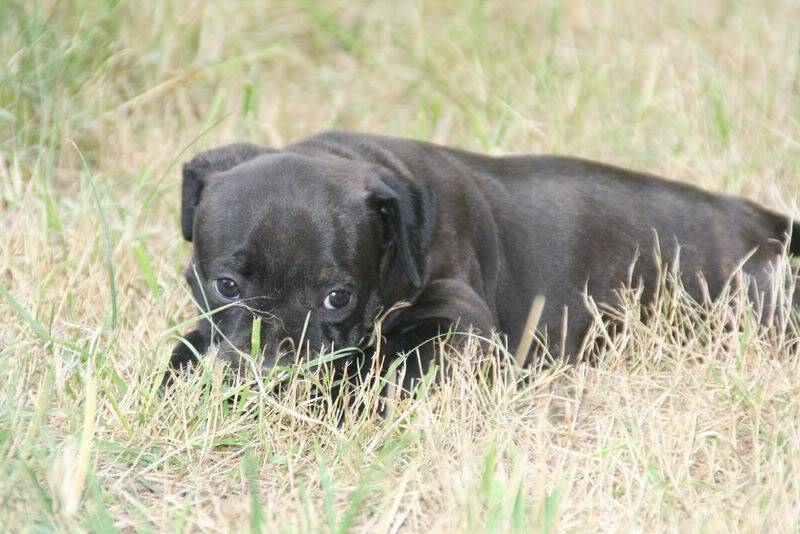 profile - Nos bébés Staffie - Chanel X Ch. Carnig Positive Profile (UK) Photo033