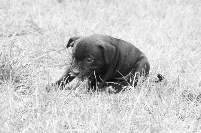 profile - Nos bébés Staffie - Chanel X Ch. Carnig Positive Profile (UK) Photo101