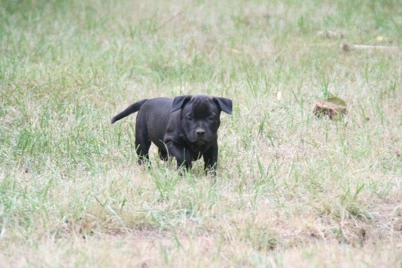 profile - Nos bébés Staffie - Chanel X Ch. Carnig Positive Profile (UK) Photo118