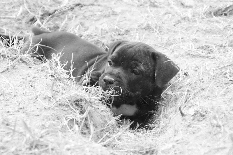 profile - Nos bébés Staffie - Chanel X Ch. Carnig Positive Profile (UK) Photo128