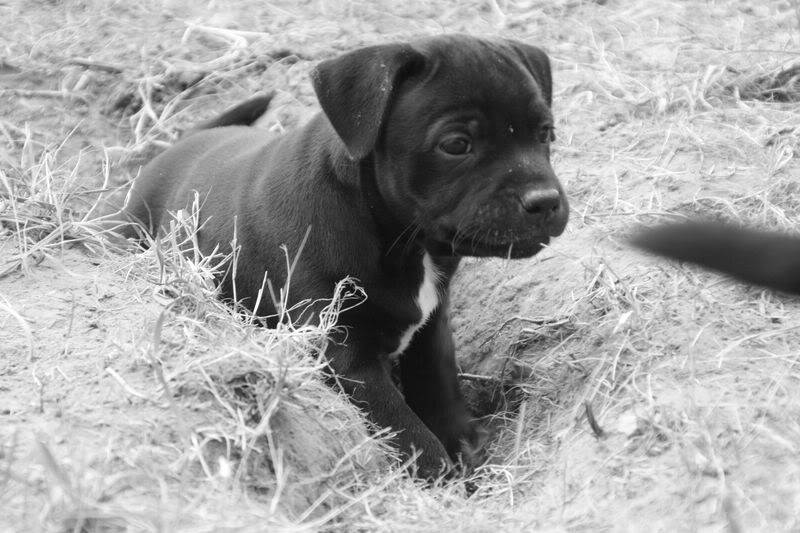 profile - Nos bébés Staffie - Chanel X Ch. Carnig Positive Profile (UK) Photo131