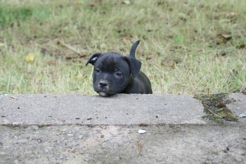 profile - Nos bébés Staffie - Chanel X Ch. Carnig Positive Profile (UK) Photo166