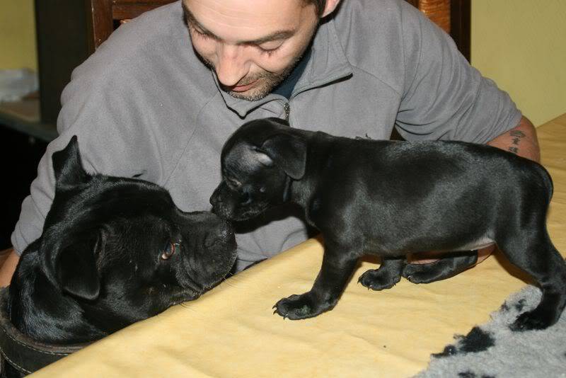 profile - Nos bébés Staffie - Chanel X Ch. Carnig Positive Profile (UK) 7-5