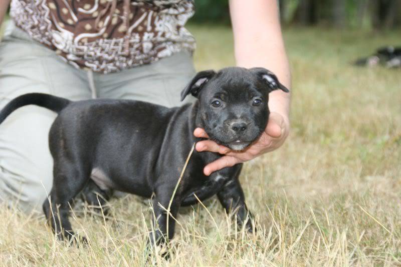 profile - Nos bébés Staffie - Chanel X Ch. Carnig Positive Profile (UK) - Page 2 IMG_3519