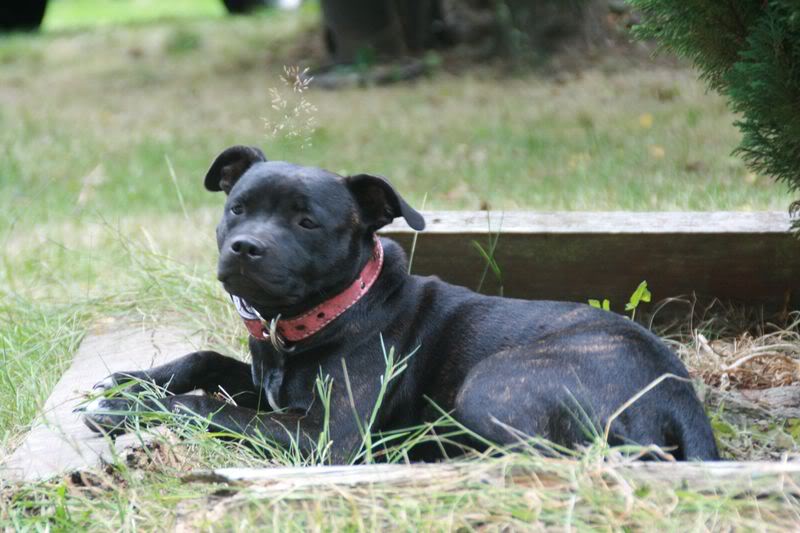 Nos bébés Staffie - Chanel X Ch. Carnig Positive Profile (UK) - Page 2 IMG_3567