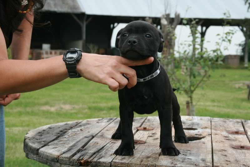 profile - Nos bébés Staffie - Chanel X Ch. Carnig Positive Profile (UK) - Page 2 IMG_3690