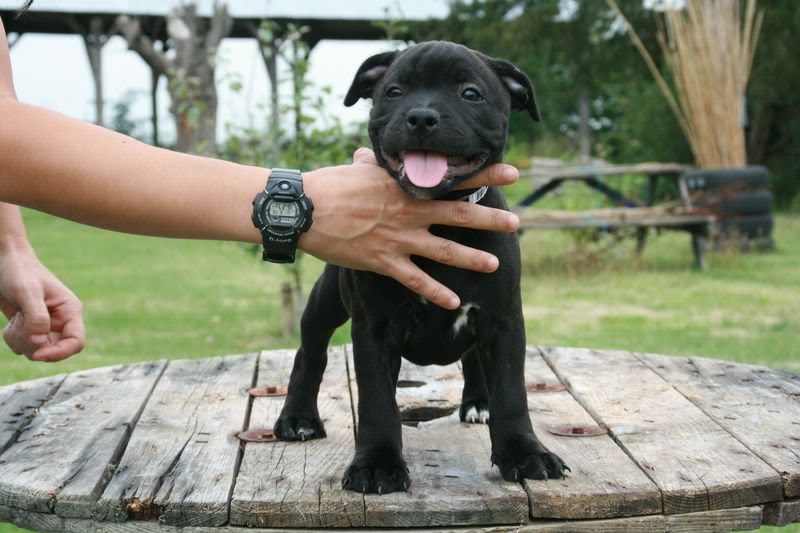 Nos bébés Staffie - Chanel X Ch. Carnig Positive Profile (UK) - Page 2 IMG_3694