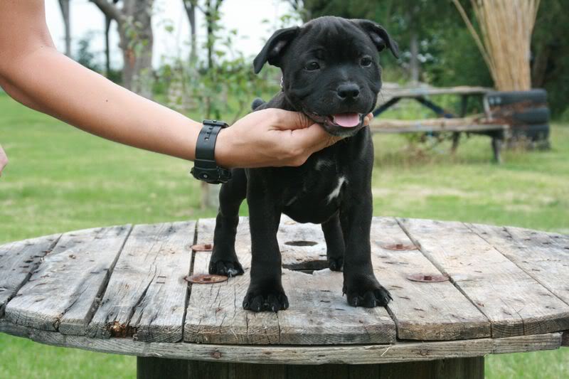 profile - Nos bébés Staffie - Chanel X Ch. Carnig Positive Profile (UK) - Page 2 IMG_3697