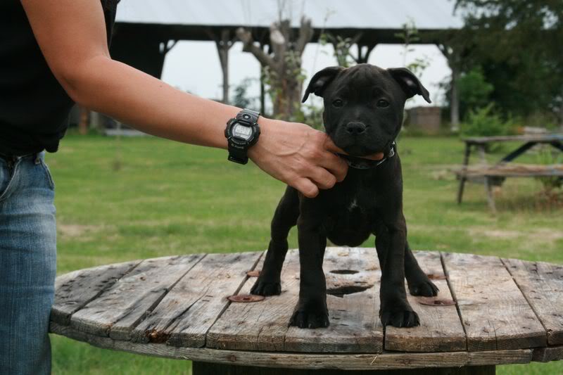 Nos bébés Staffie - Chanel X Ch. Carnig Positive Profile (UK) - Page 2 IMG_3708