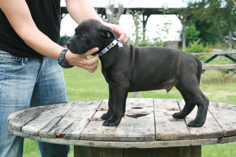 Nos bébés Staffie - Chanel X Ch. Carnig Positive Profile (UK) - Page 2 IMG_3710